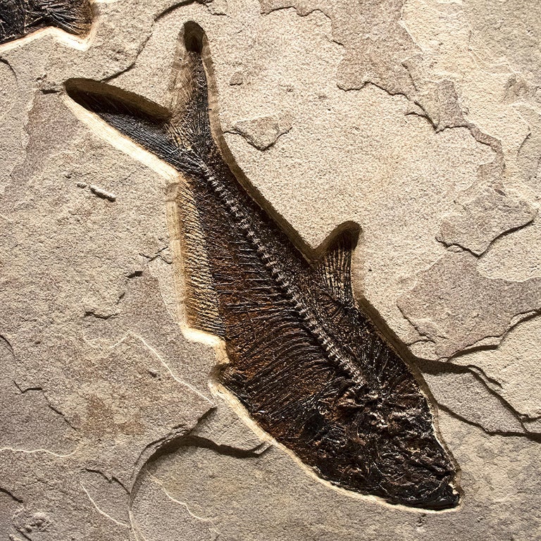 Contemporary 50 Million Year Old Eocene Era Fossil Fish Mural in Stone, from Wyoming For Sale