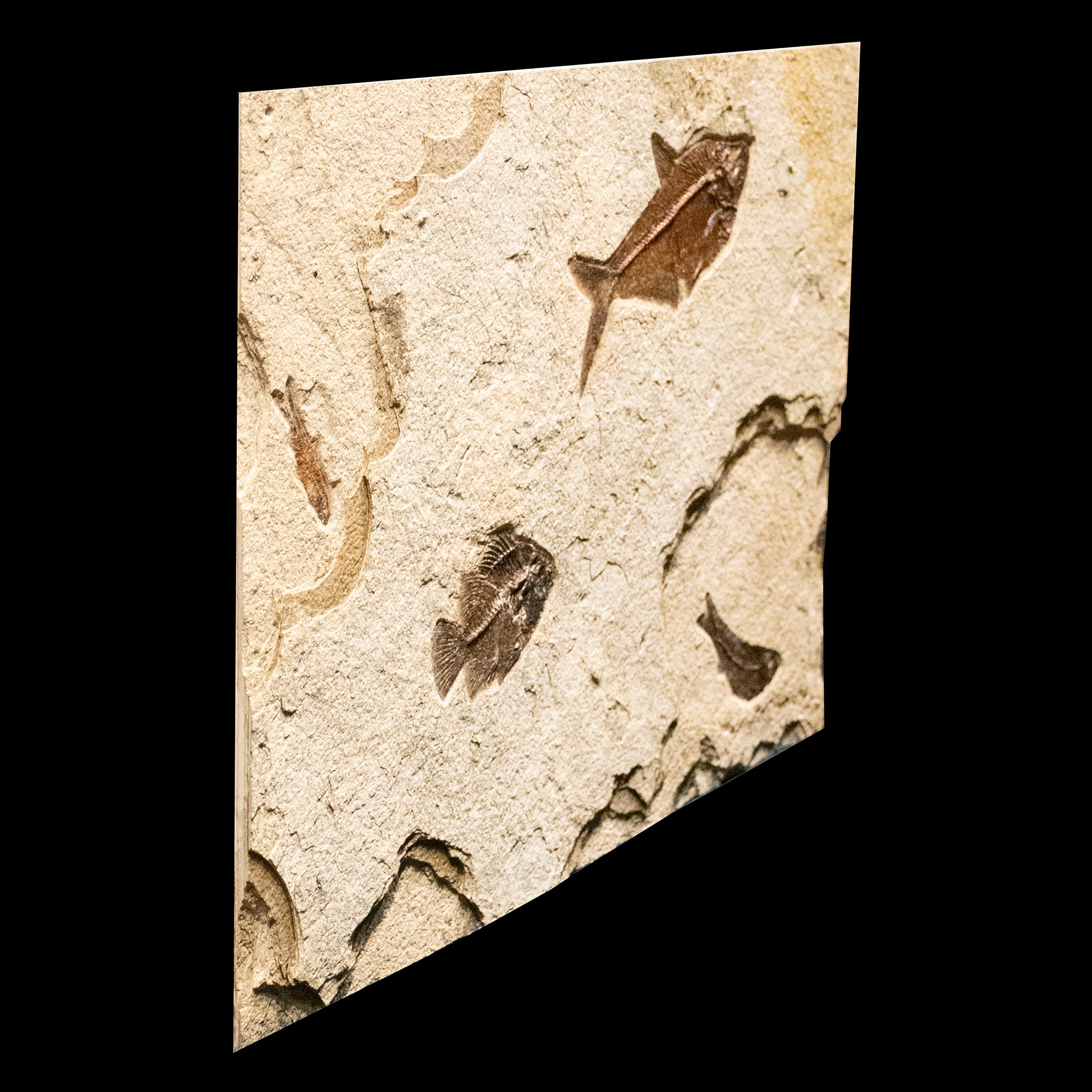 Contemporary 50 Million Year Old Eocene Era Fossil Fish Mural in Stone, from Wyoming