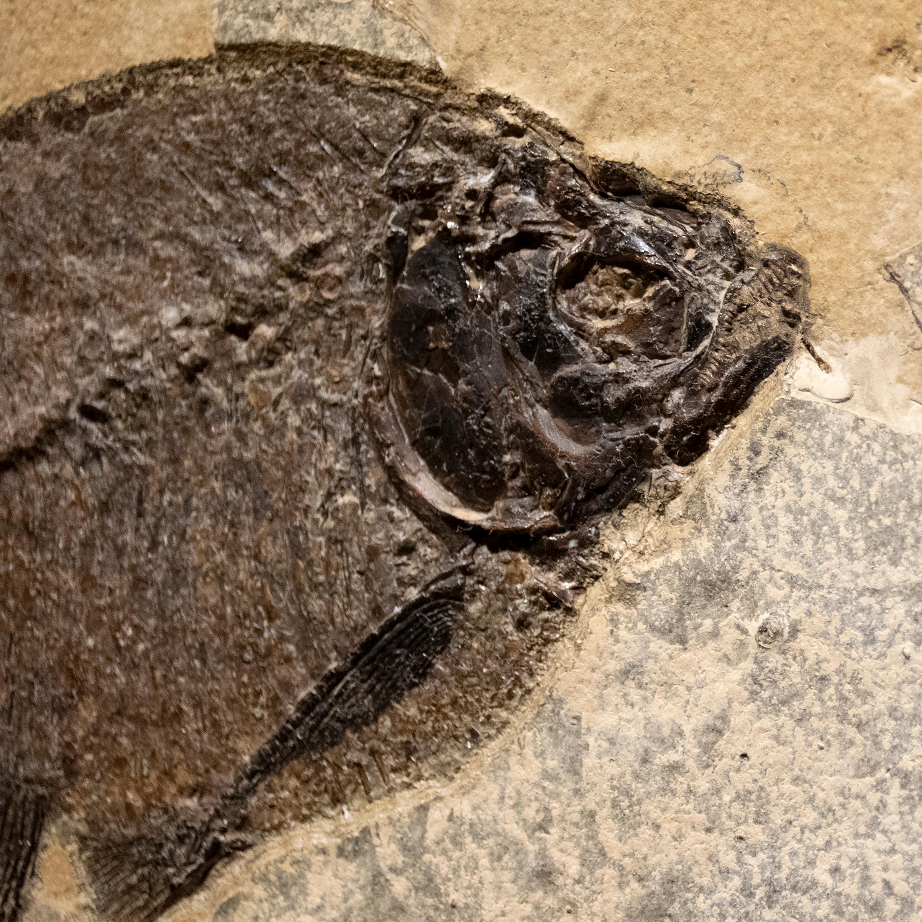 Contemporary 50 Million Year Old Eocene Era Fossil Fish Mural in Stone, from Wyoming For Sale