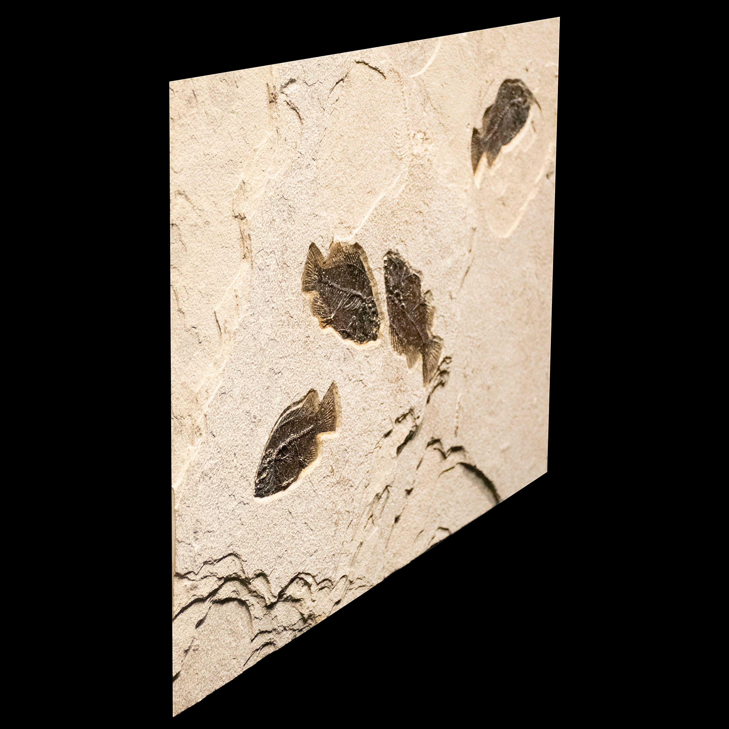 Contemporary 50 Million Year Old Eocene Era Fossil Fish Mural in Stone, from Wyoming