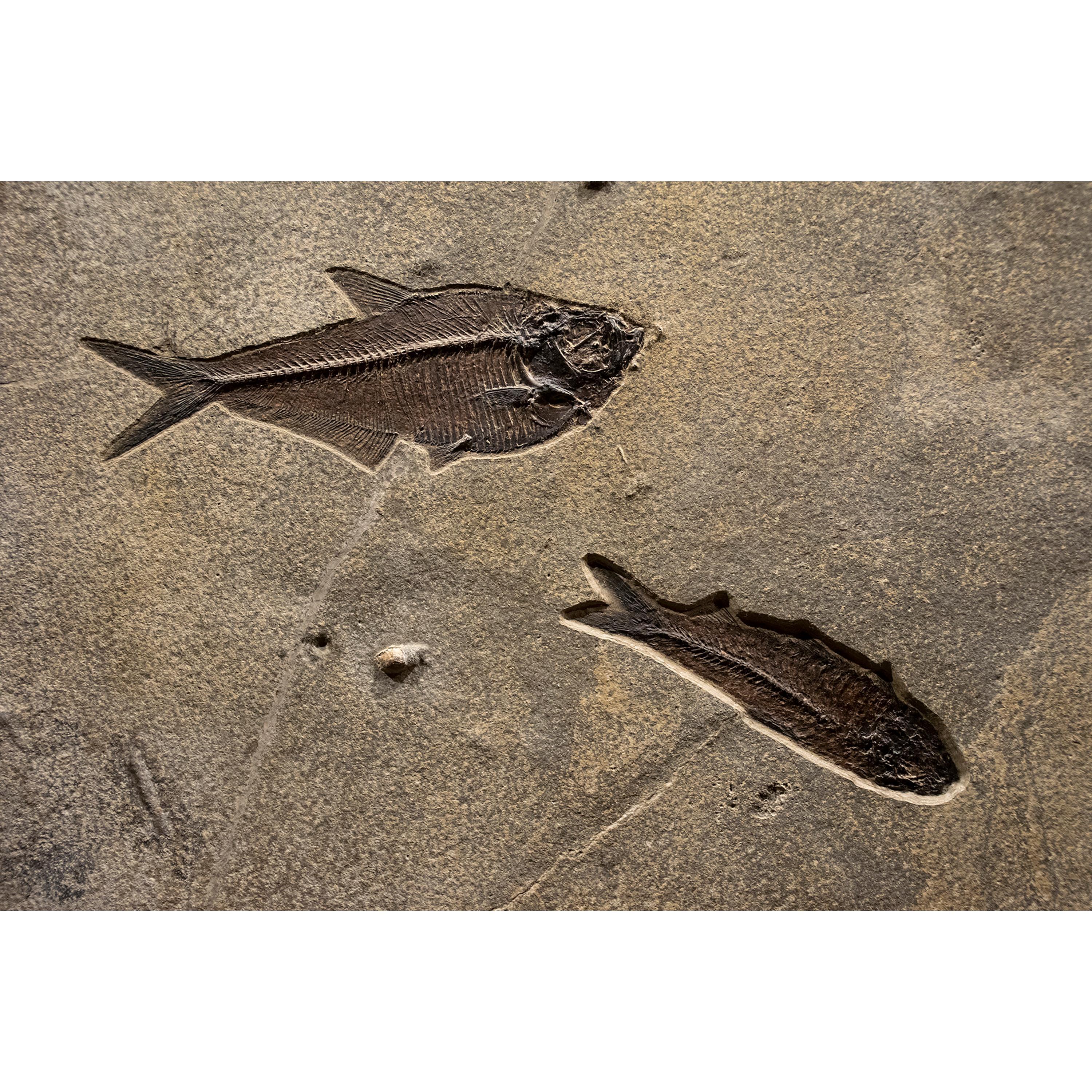 Contemporary 50 Million Year Old Eocene Era Fossil Fish Mural in Stone, from Wyoming