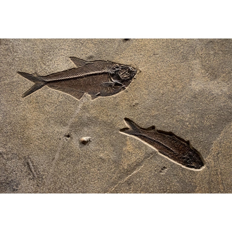 Contemporary 50 Million Year Old Eocene Era Fossil Fish Mural in Stone, from Wyoming For Sale