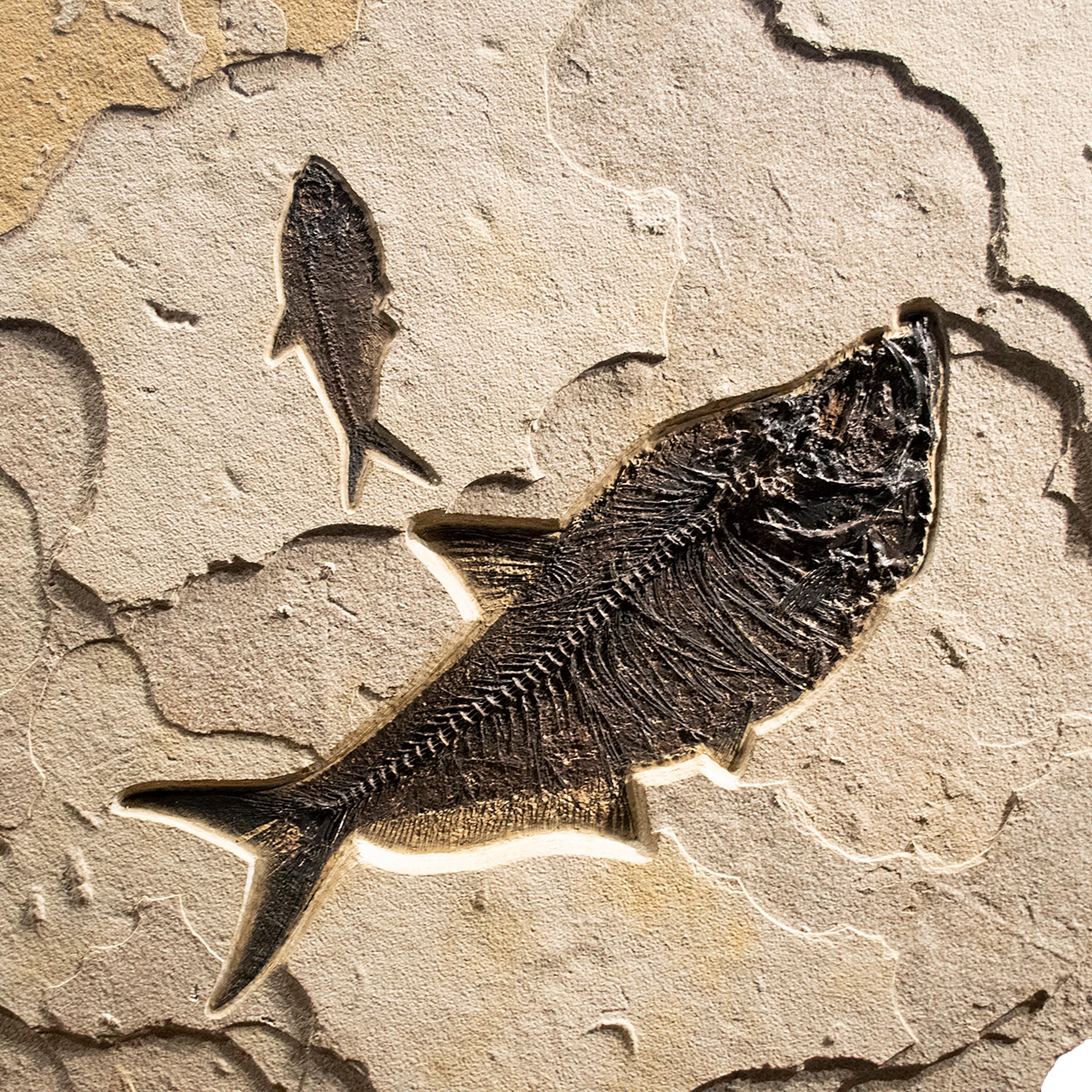 50 Million Year Old Eocene Era Fossil Fish Mural in Stone, from Wyoming In New Condition In Logan, UT