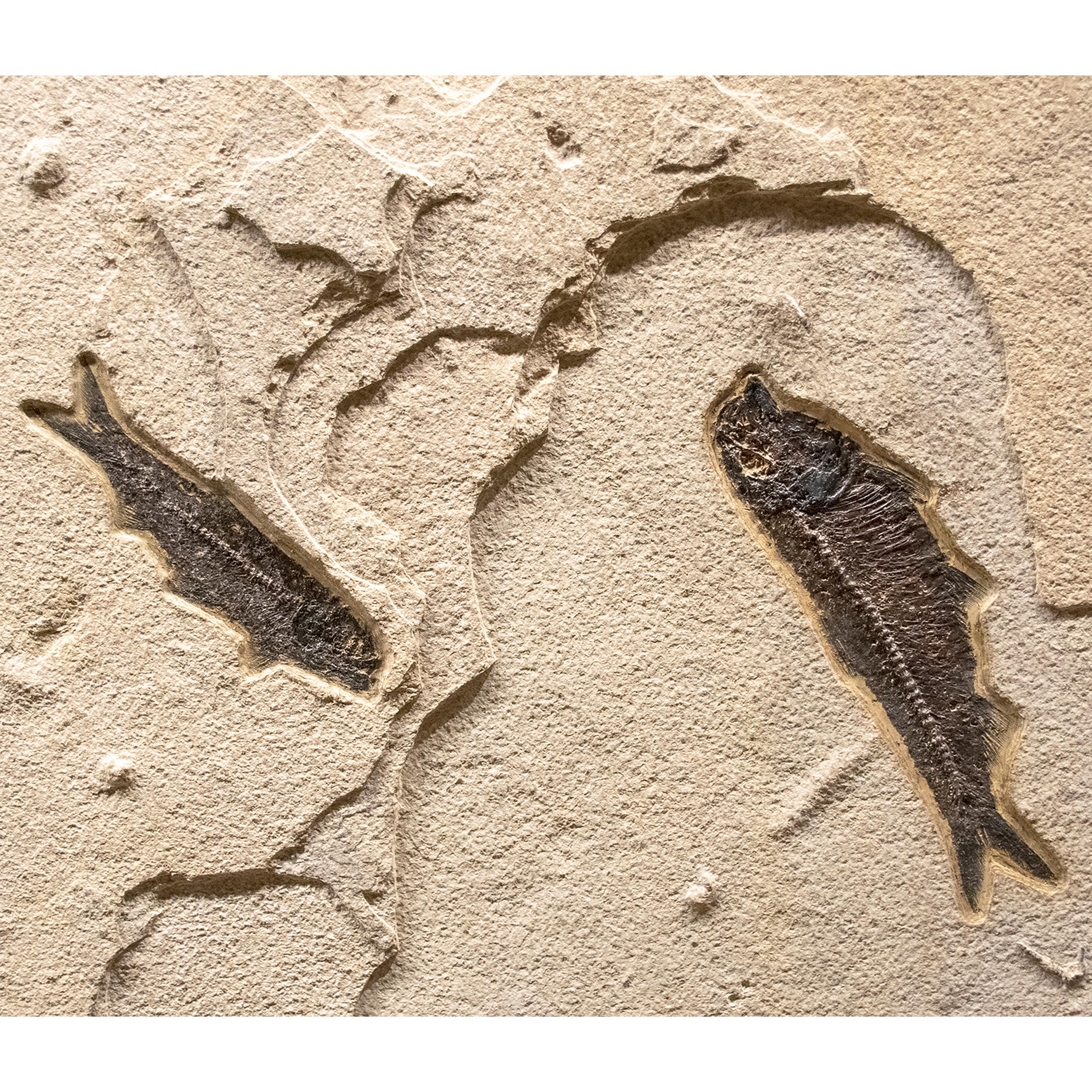 American 50 Million Year Old Eocene Era Fossil Fish Mural in Stone, from Wyoming