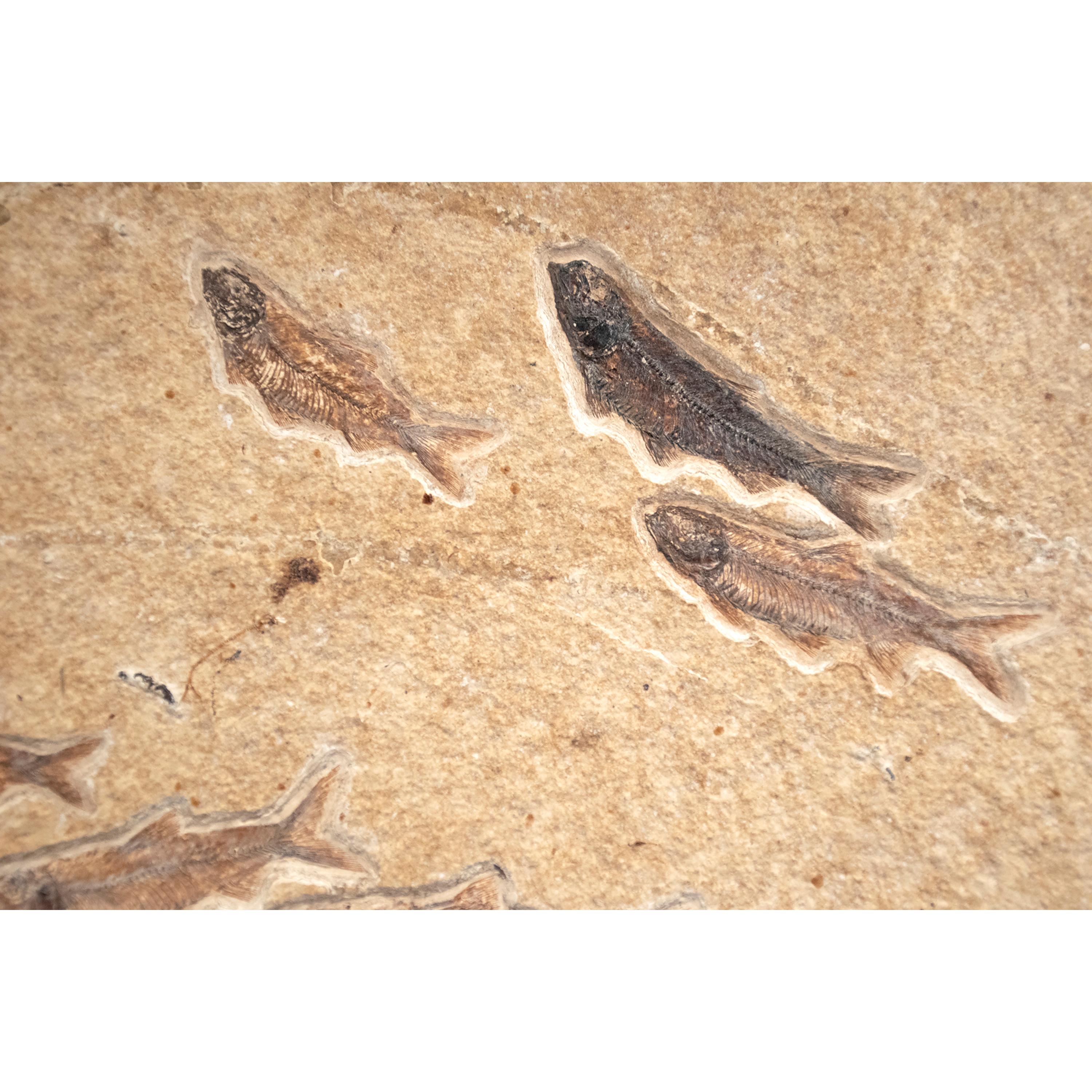 Contemporary 50 Million Year Old Eocene Era Fossil Fish Mural in Stone, from Wyoming
