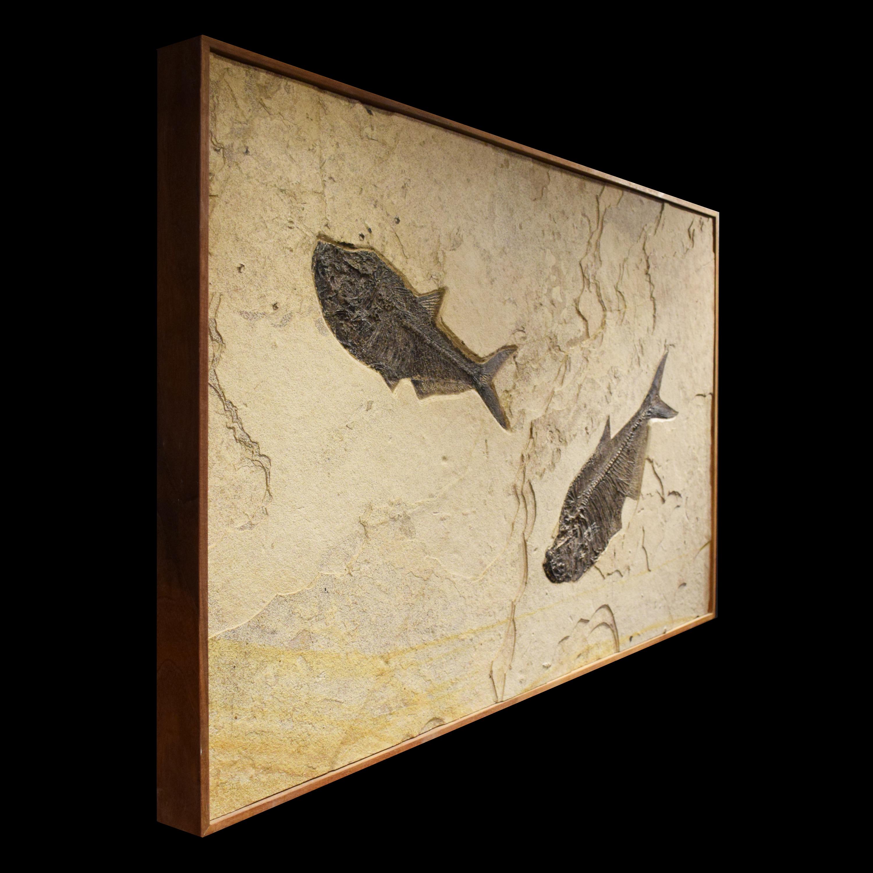 fossil wall art