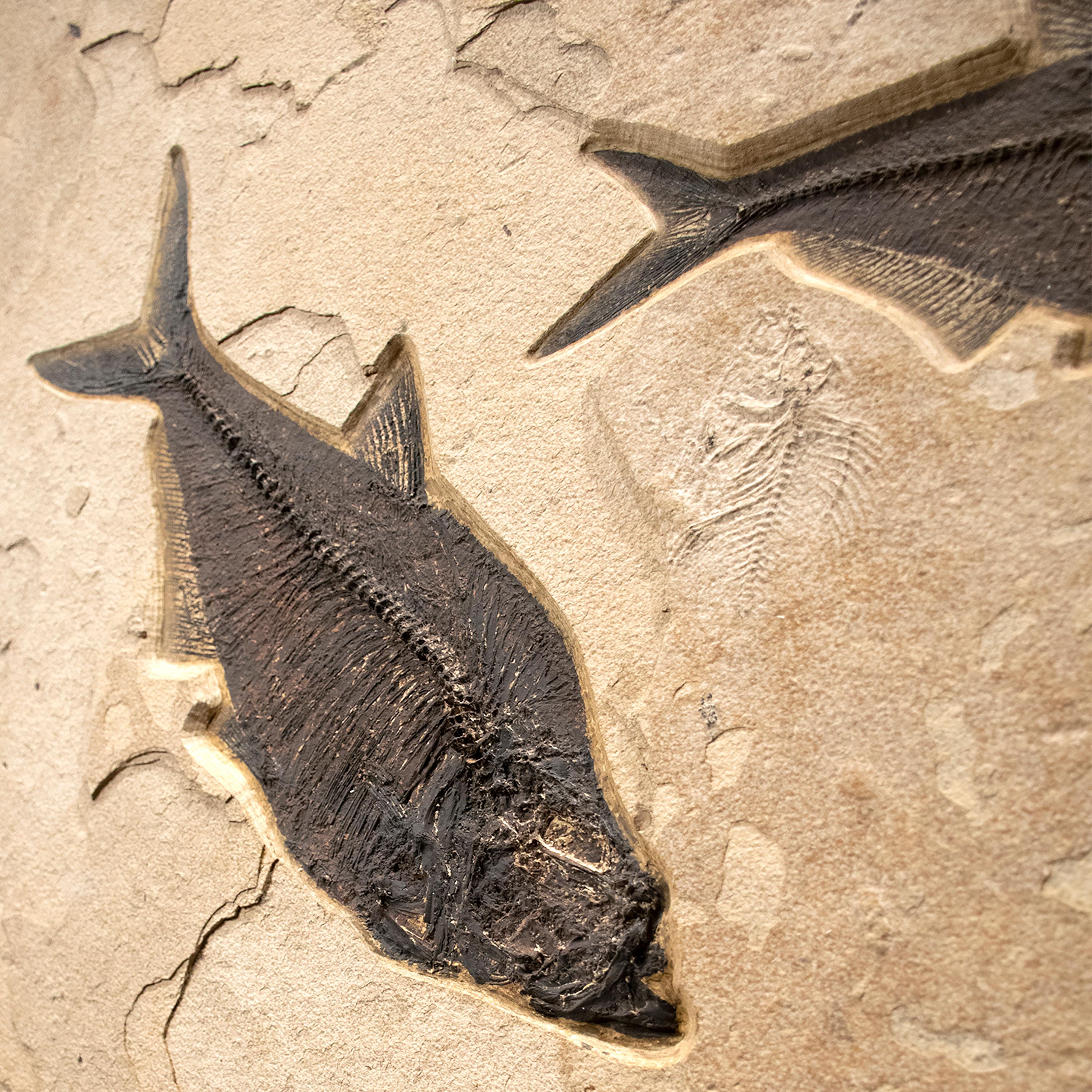 Contemporary 50 Million Year Old Eocene Era Fossil Fish Mural in Stone, from Wyoming