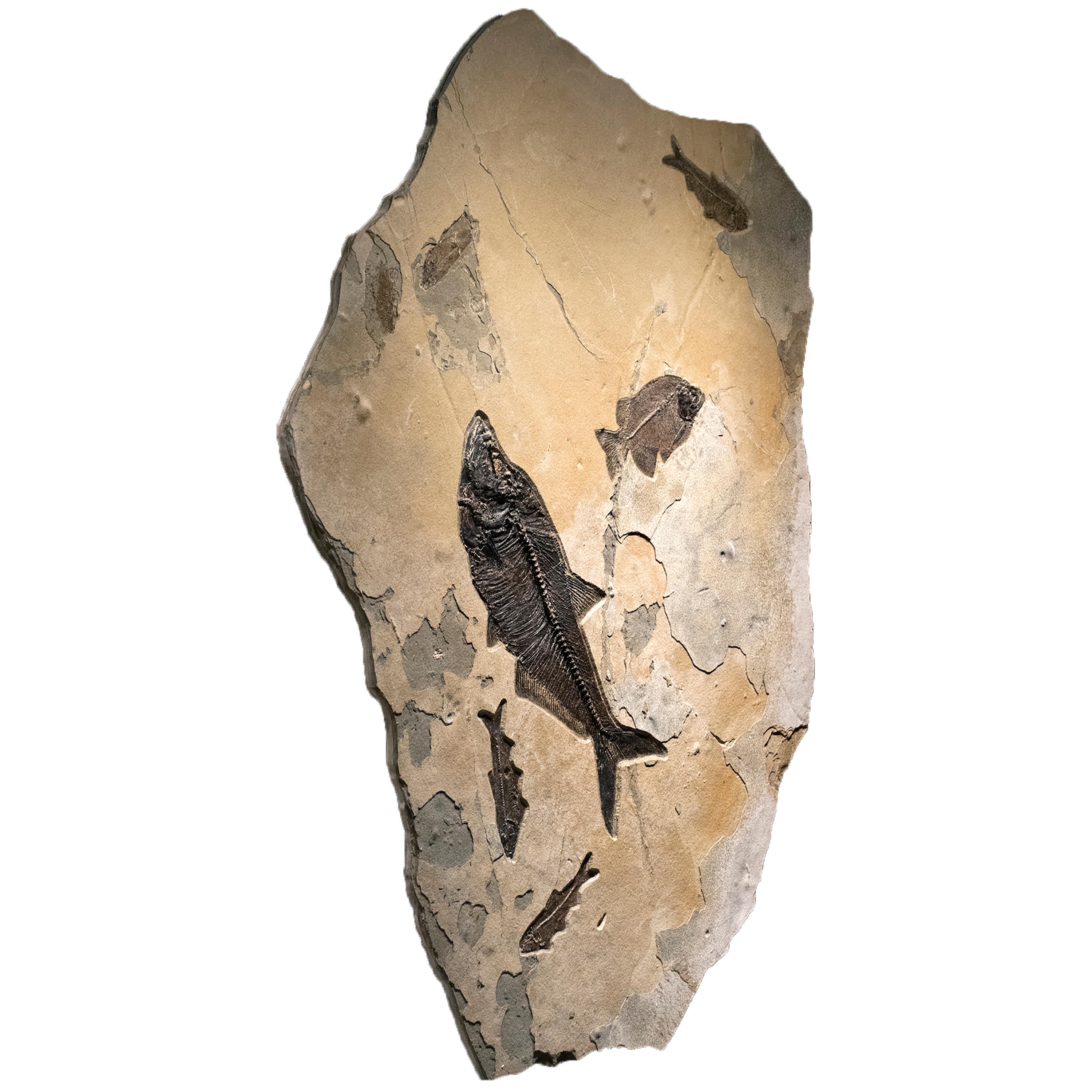 Organic Material 50 Million Year Old Eocene Era Fossil Fish Mural in Stone, from Wyoming For Sale