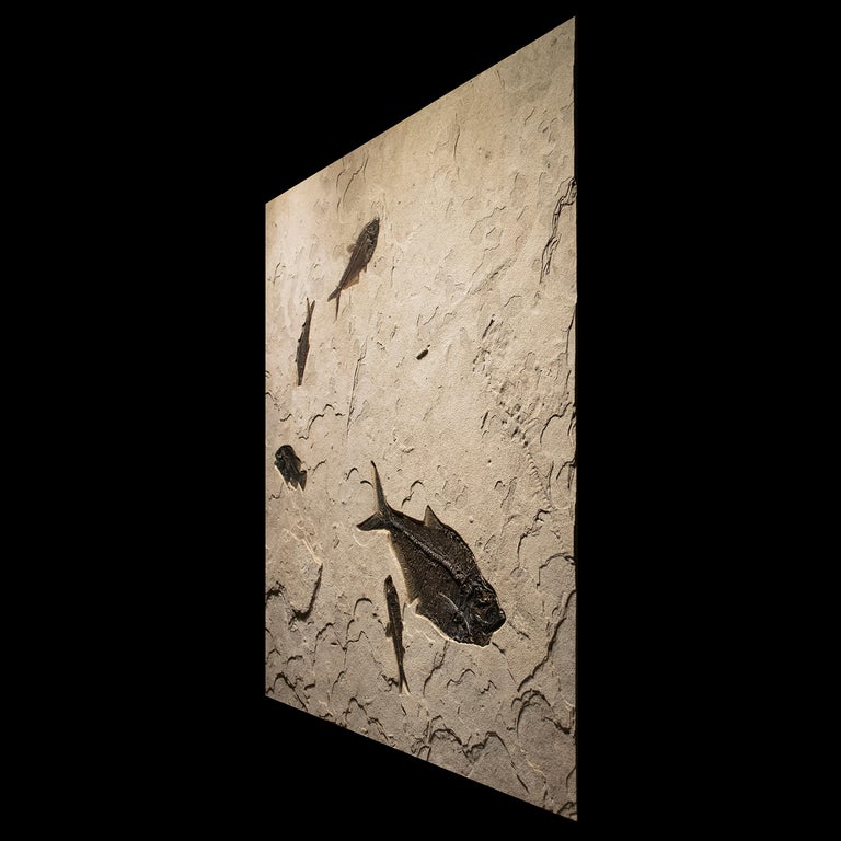 Organic Material 50 Million Year Old Eocene Era Fossil Fish Mural in Stone, from Wyoming For Sale