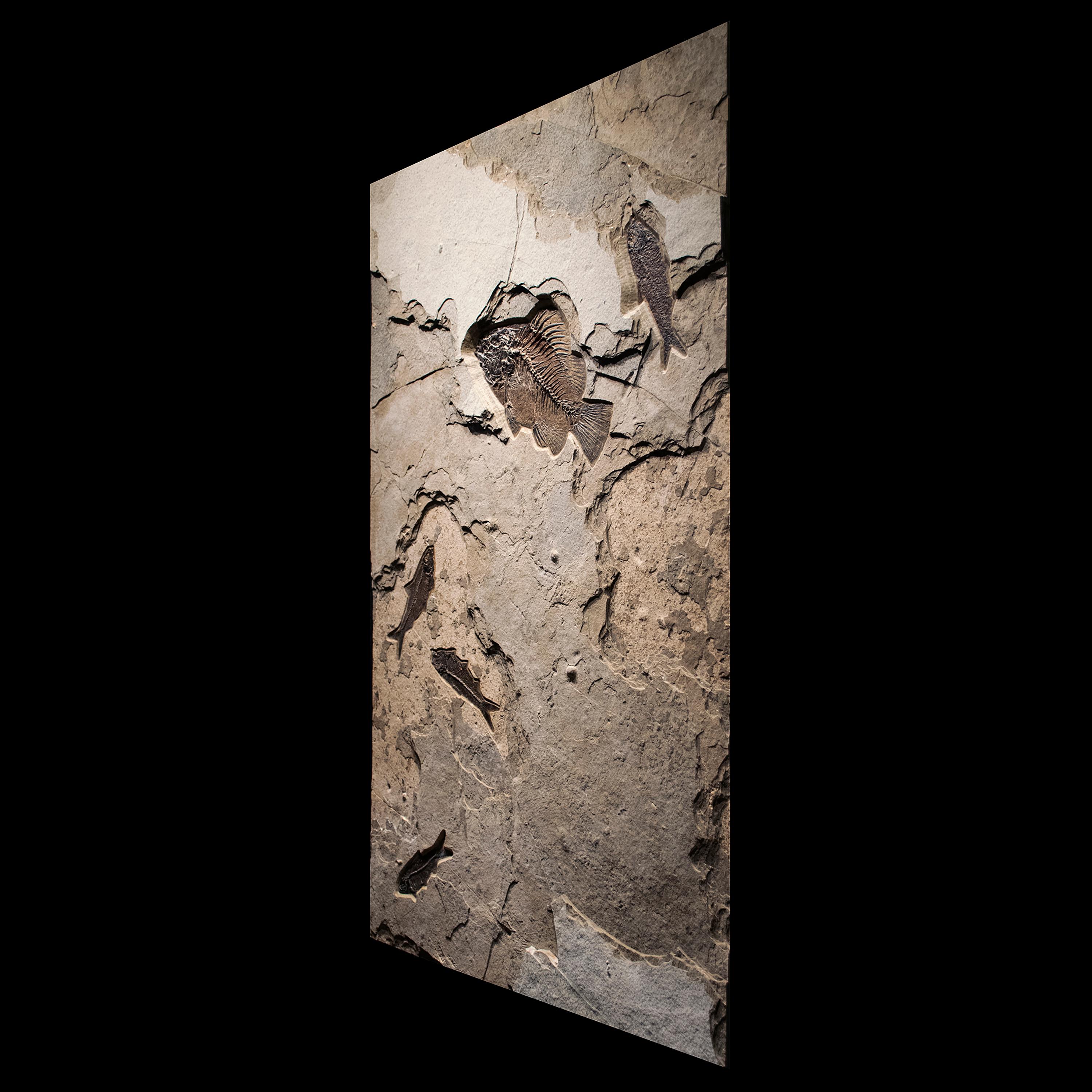 Organic Material 50 Million Year Old Eocene Era Fossil Fish Mural in Stone, from Wyoming