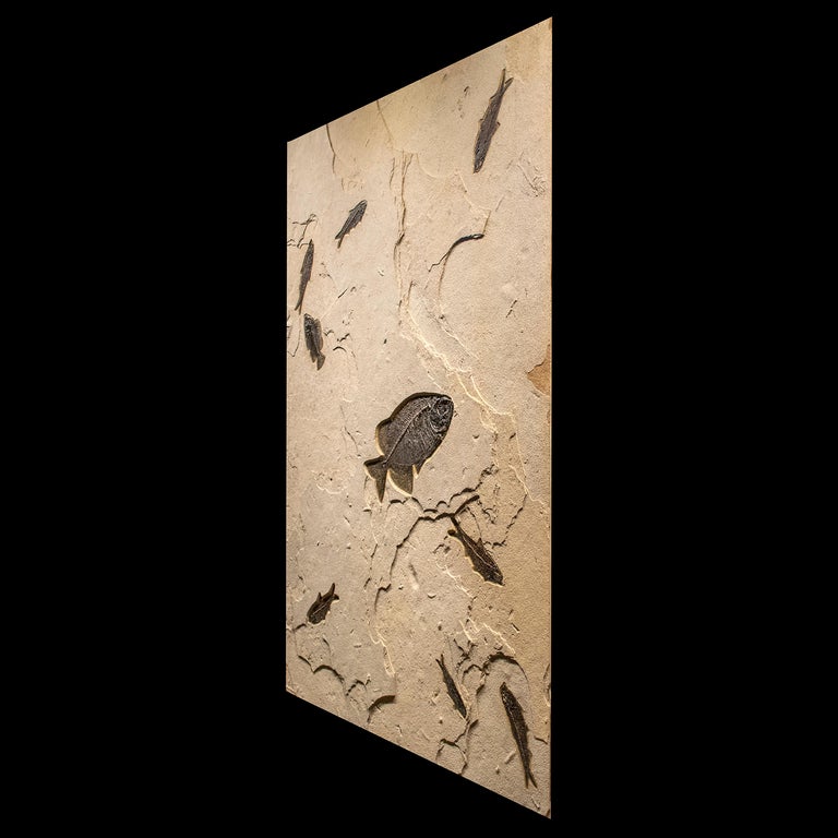Organic Material 50 Million Year Old Eocene Era Fossil Fish Mural in Stone, from Wyoming For Sale