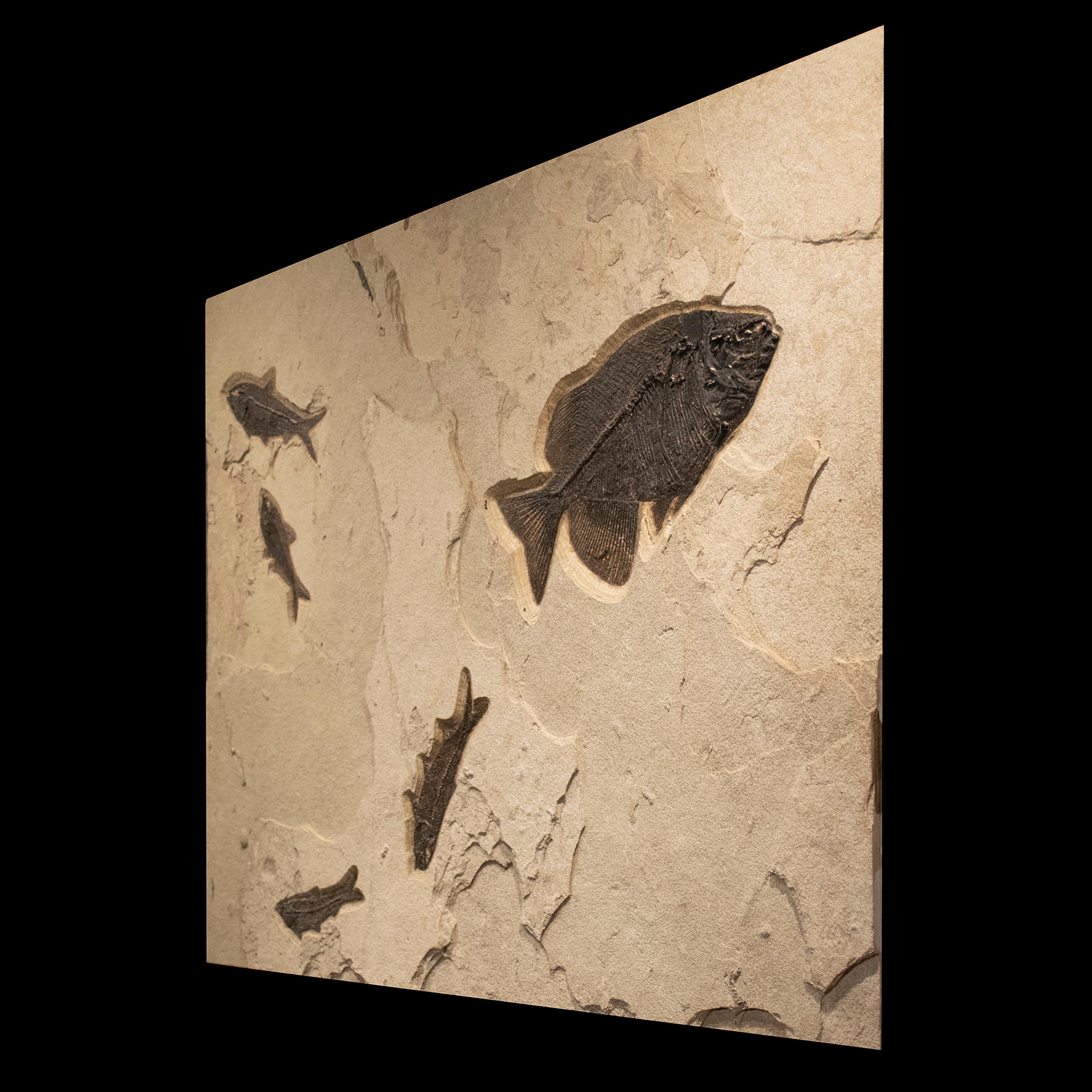 Organic Material 50 Million Year Old Eocene Era Fossil Fish Mural in Stone, from Wyoming