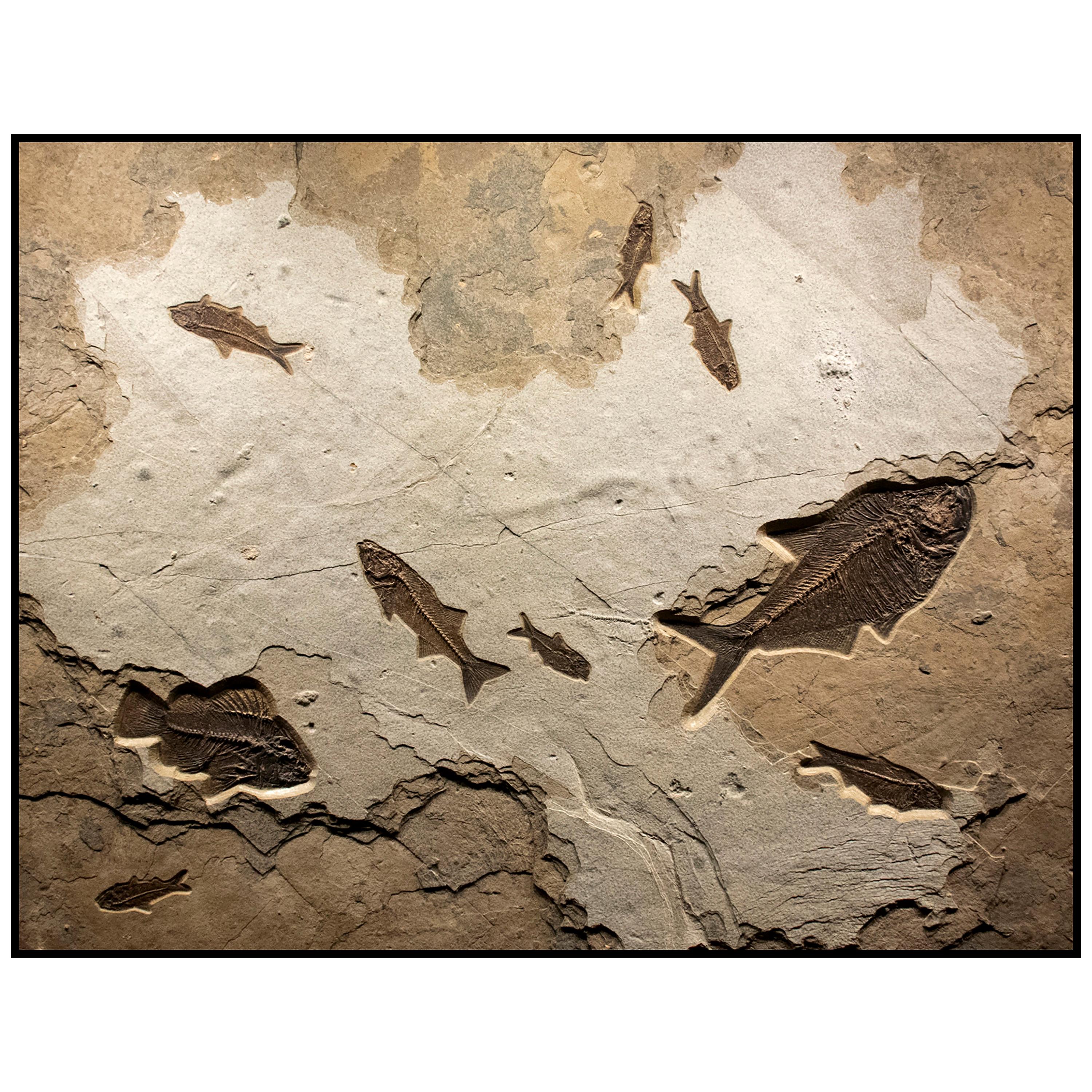 50 Million Year Old Eocene Era Fossil Fish Mural in Stone, from Wyoming