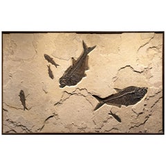 50 Million Year Old Eocene Era Fossil Fish Mural in Stone, from Wyoming