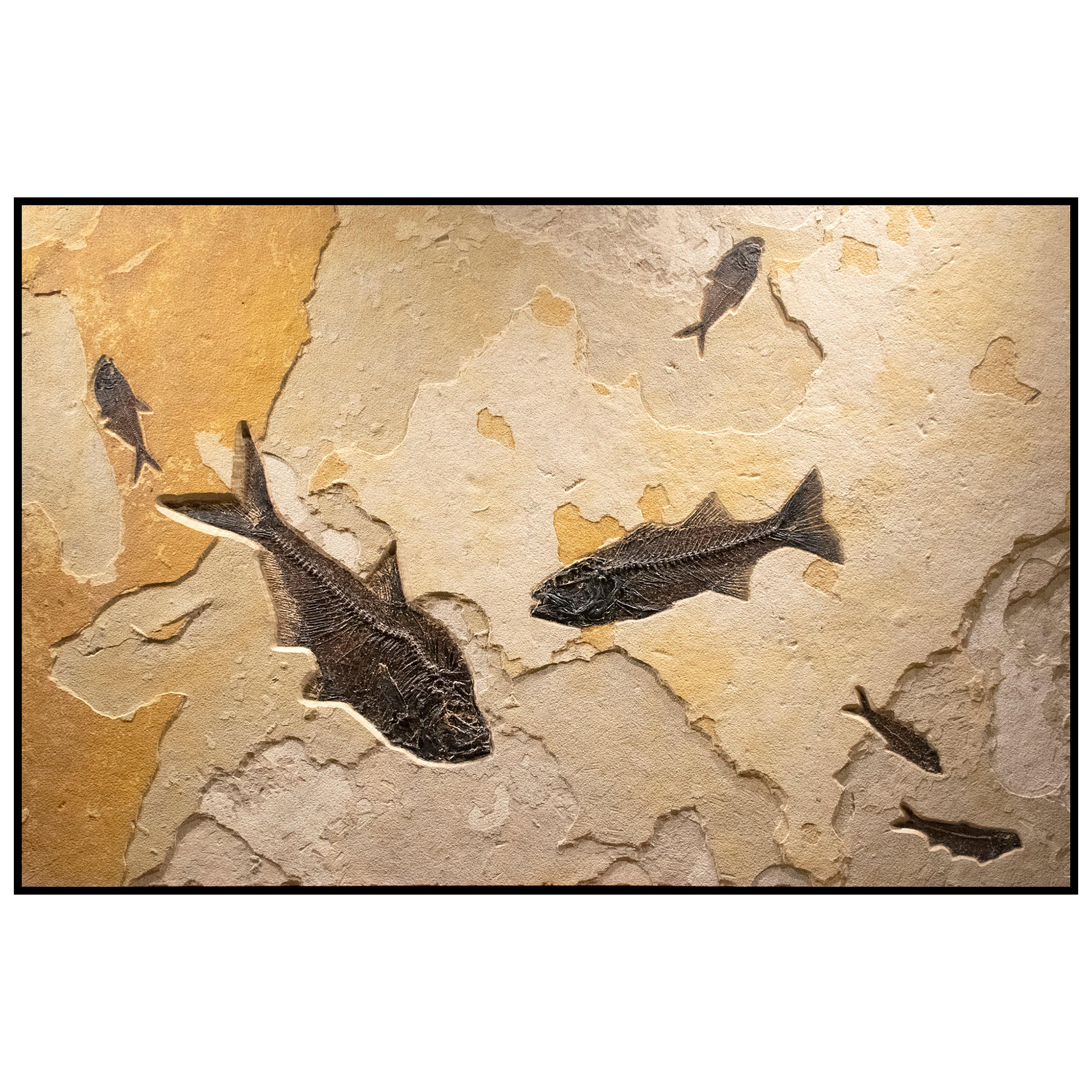 50 Million Year Old Eocene Era Fossil Fish Mural in Stone, from Wyoming