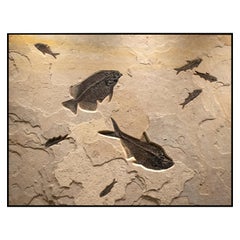 50 Million Year Old Eocene Era Fossil Fish Mural in Stone, from Wyoming