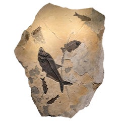 50 Million Year Old Eocene Era Fossil Fish Mural in Stone, from Wyoming