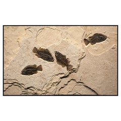 50 Million Year Old Eocene Era Fossil Fish Mural in Stone, from Wyoming