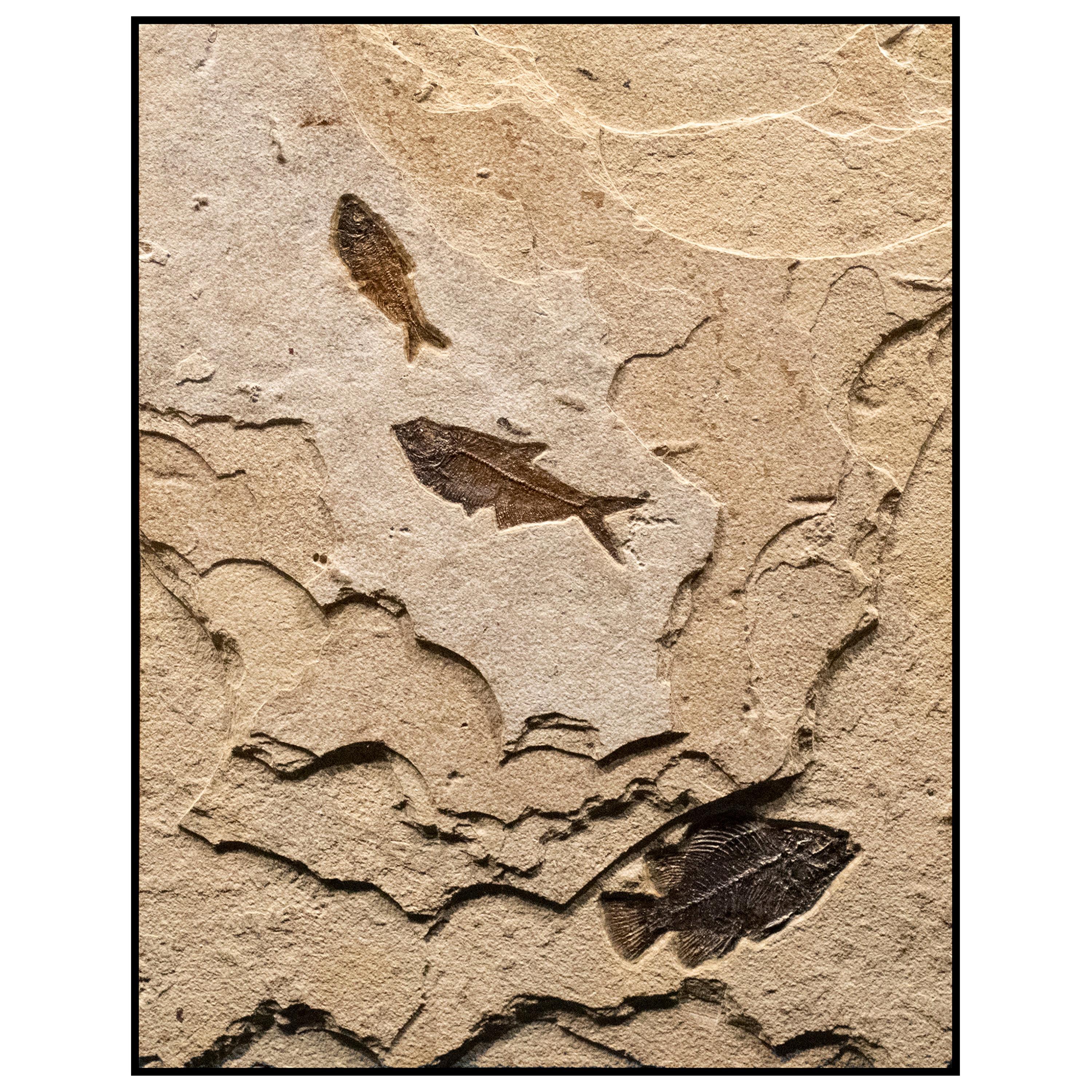 50 Million Year Old Eocene Era Fossil Fish Mural in Stone, from Wyoming