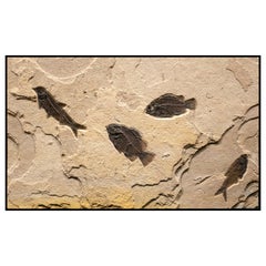 50 Million Year Old Eocene Era Fossil Fish Mural in Stone, from Wyoming