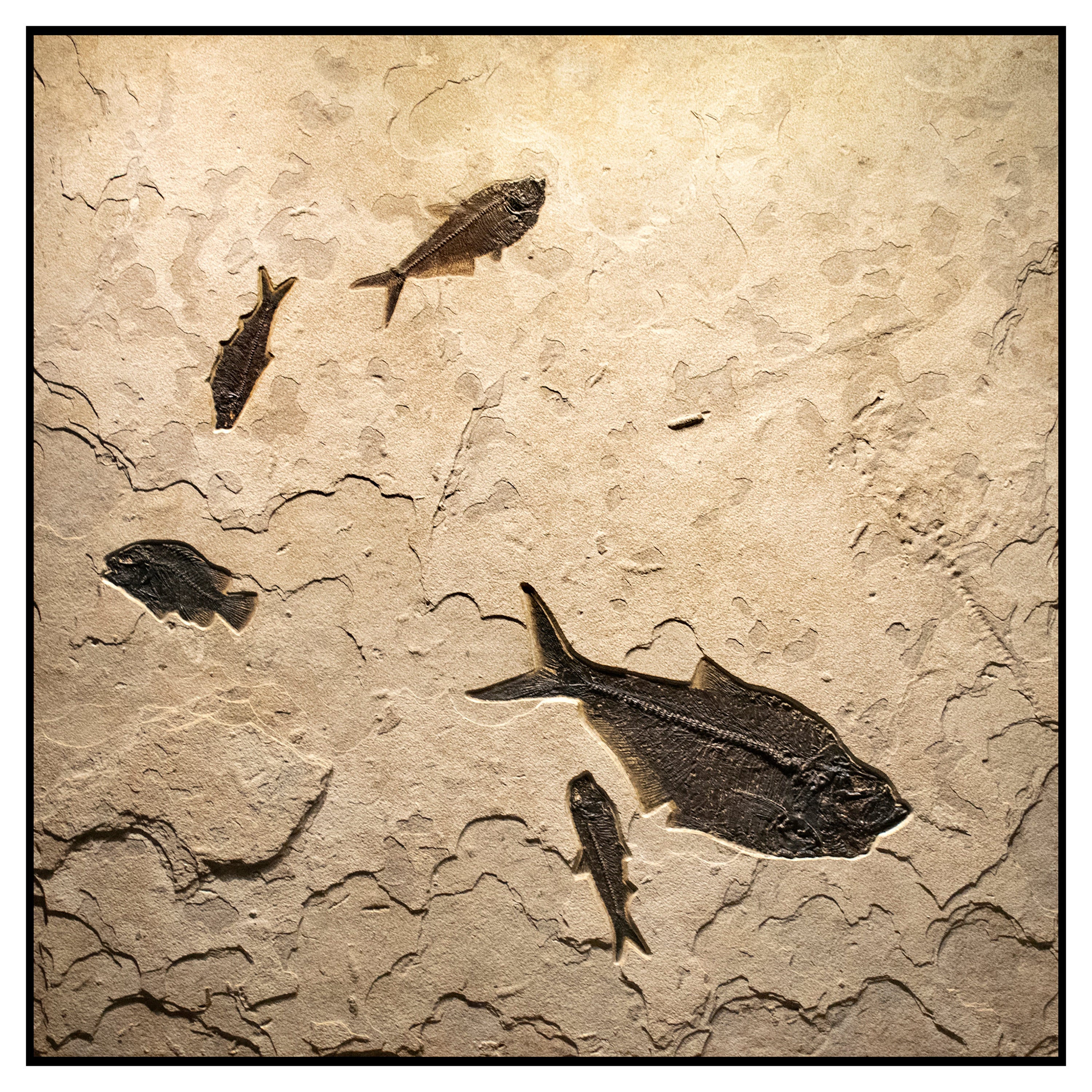 50 Million Year Old Eocene Era Fossil Fish Mural in Stone, from Wyoming