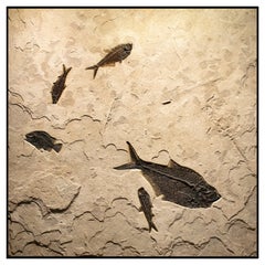 50 Million Year Old Eocene Era Fossil Fish Mural in Stone, from Wyoming