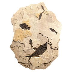 50 Million Year Old Eocene Era Fossil Fish Mural in Stone, from Wyoming