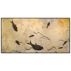 50 Million Year Old Eocene Era Fossil Fish Mural in Stone, from Wyoming