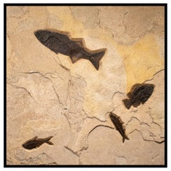 50 Million Year Old Eocene Era Fossil Fish Mural in Stone, from Wyoming