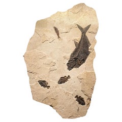 50 Million Year Old Eocene Era Fossil Fish Mural in Stone, from Wyoming