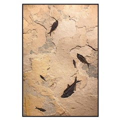 50 Million Year Old Eocene Era Fossil Fish Mural in Stone, from Wyoming