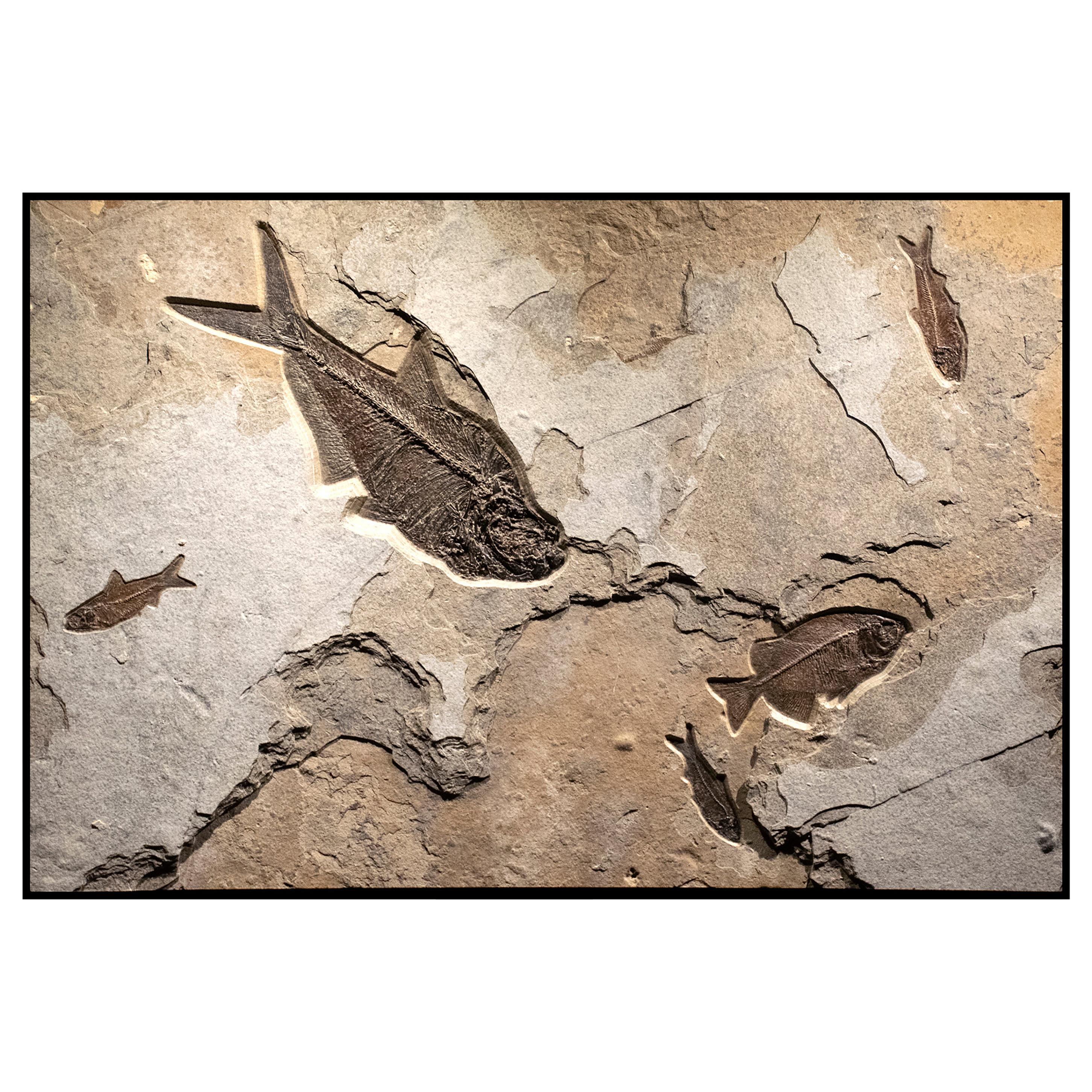 50 Million Year Old Eocene Era Fossil Fish Mural in Stone, from Wyoming