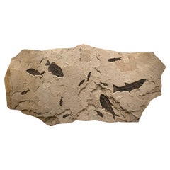 50 Million Year Old Eocene Era Fossil Fish Mural in Stone, from Wyoming