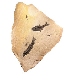 50 Million Year Old Eocene Era Fossil Fish Mural in Stone, from Wyoming