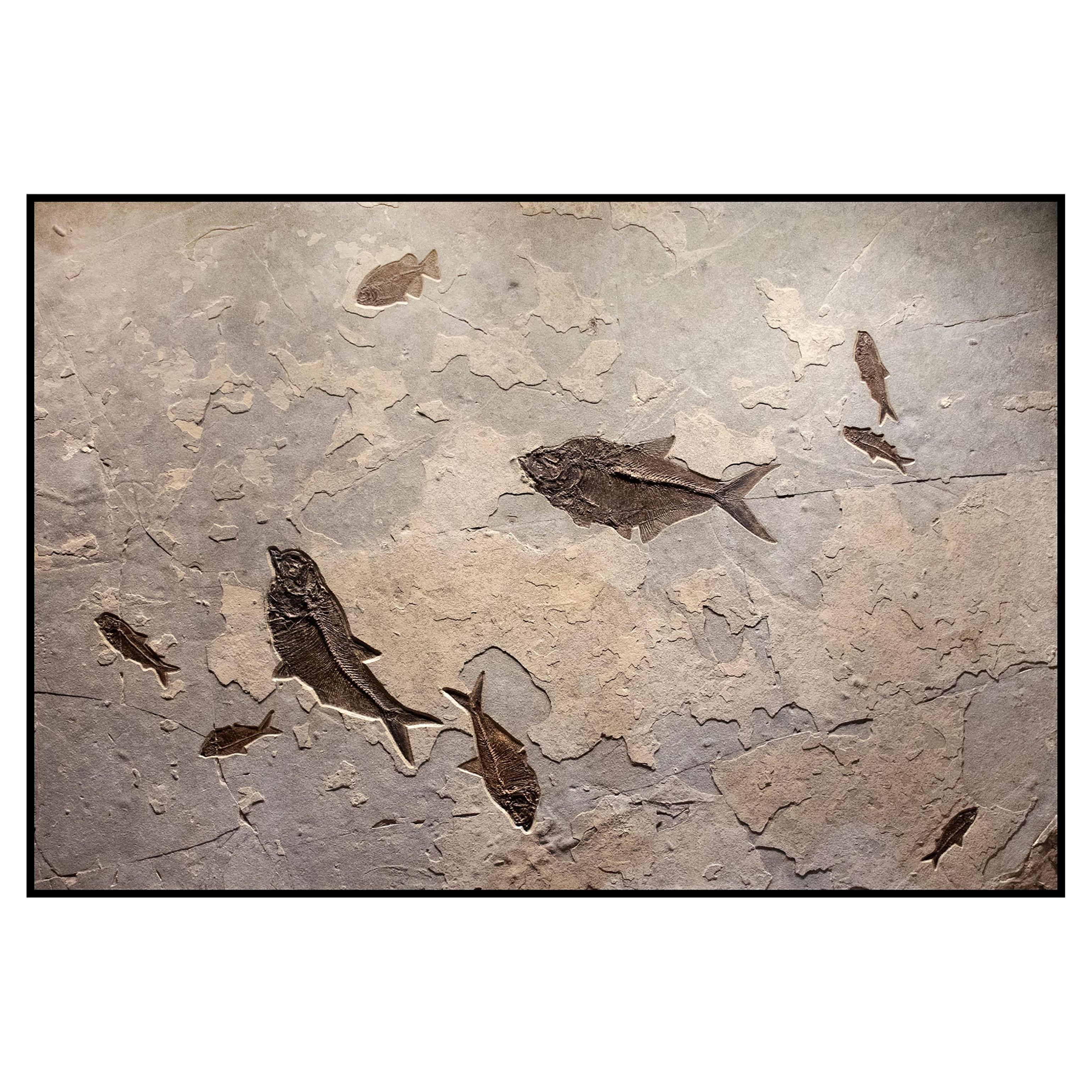 50 Million Year Old Eocene Era Fossil Fish Mural in Stone, from Wyoming