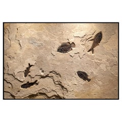 50 Million Year Old Eocene Era Fossil Fish Mural in Stone, from Wyoming