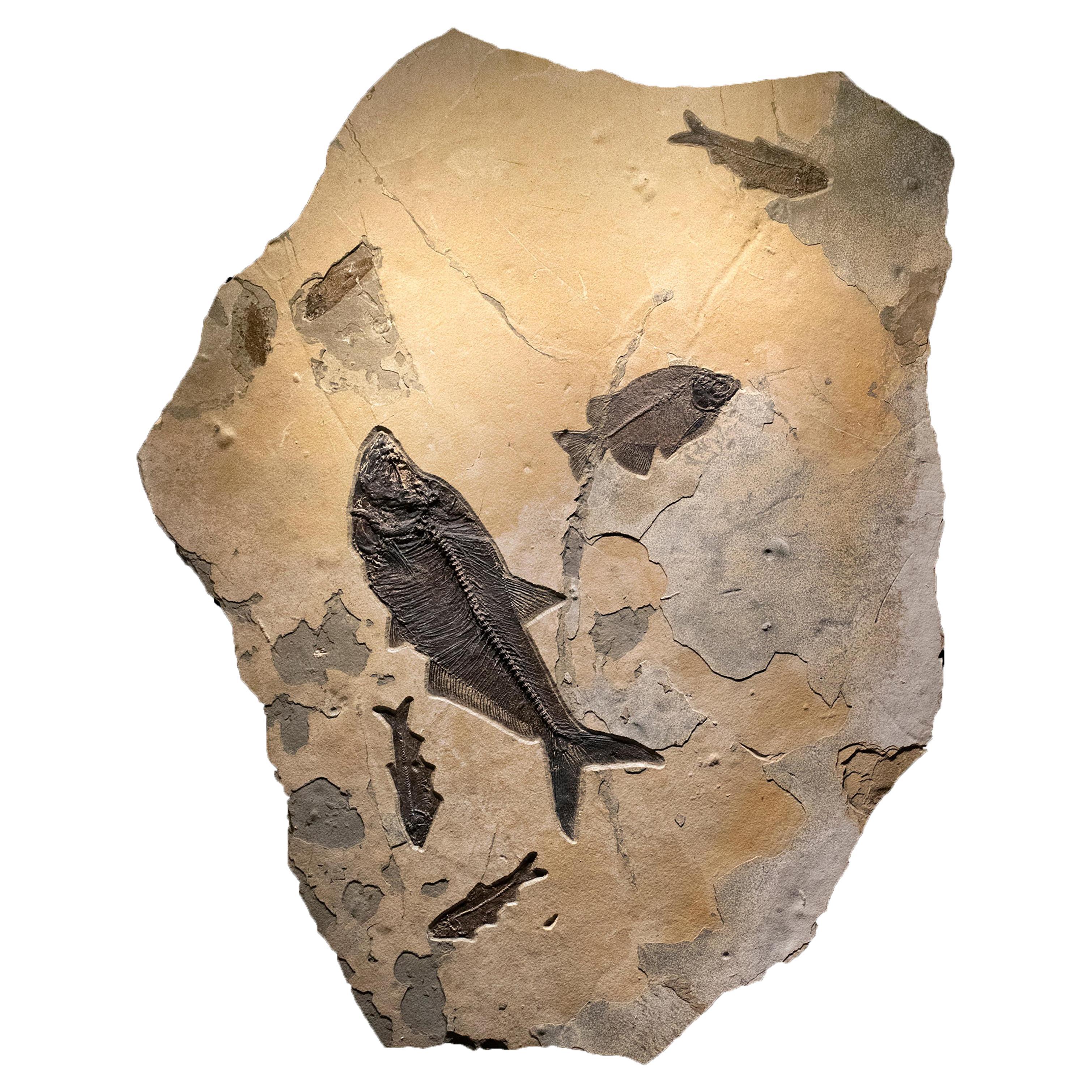 50 Million Year Old Eocene Era Fossil Fish Mural in Stone, from Wyoming