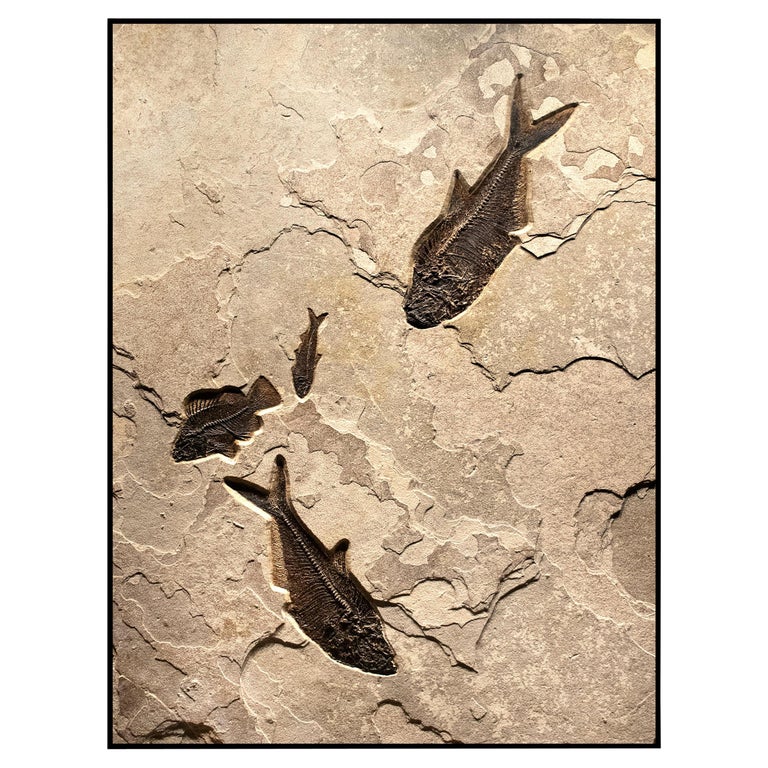 50 Million Year Old Eocene Era Fossil Fish Mural in Stone, from Wyoming For Sale