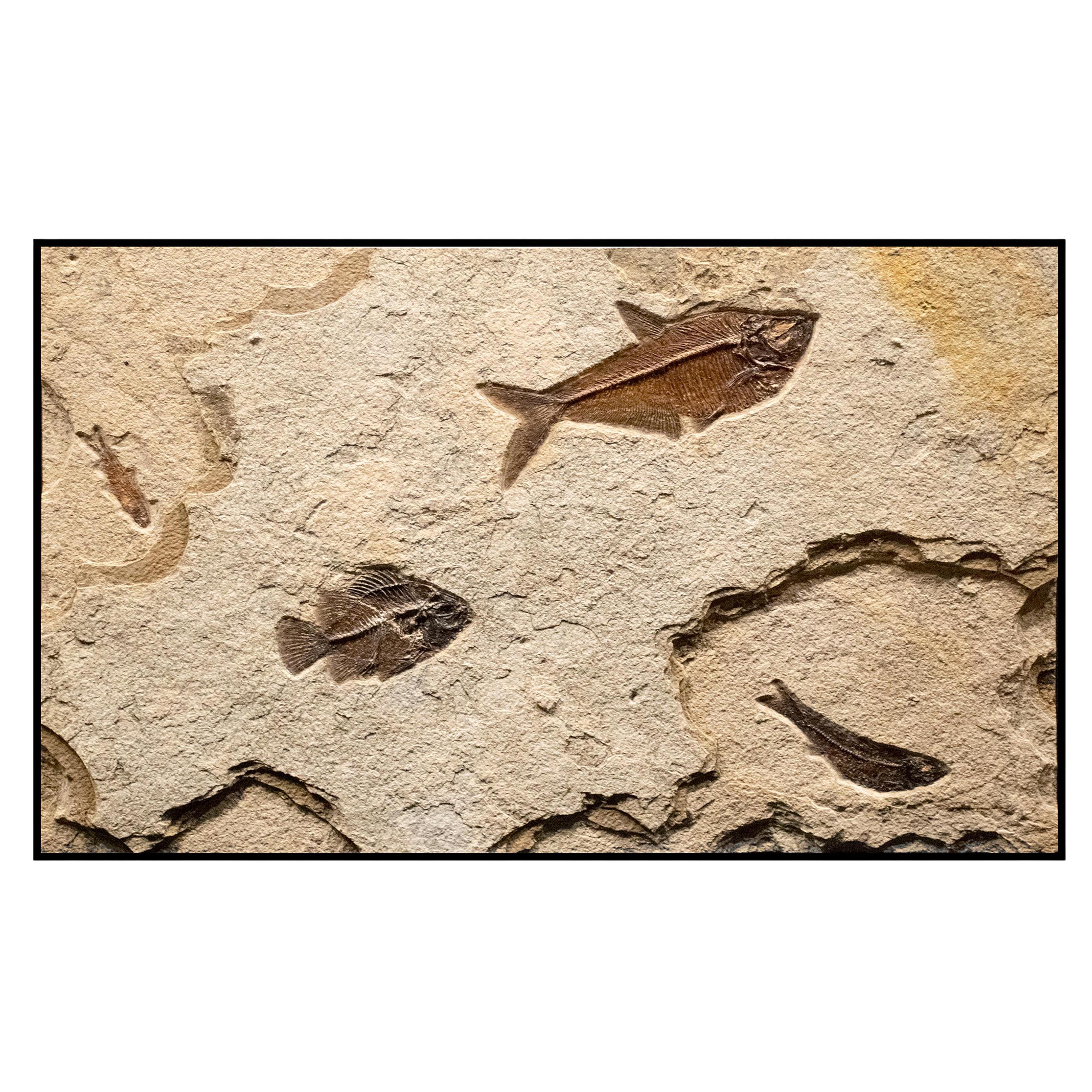 50 Million Year Old Eocene Era Fossil Fish Mural in Stone, from Wyoming