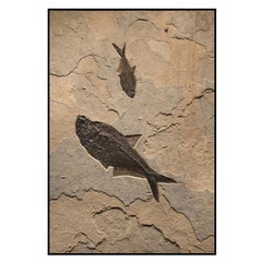 50 Million Year Old Eocene Era Fossil Fish Mural in Stone, from Wyoming