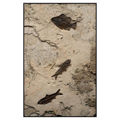 50 Million Year Old Eocene Era Fossil Fish Mural in Stone, from Wyoming