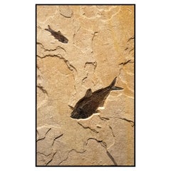 50 Million Year Old Eocene Era Fossil Fish Mural in Stone, from Wyoming