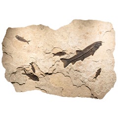 50 Million Year Old Eocene Era Fossil Fish Mural in Stone, from Wyoming