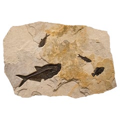 50 Million Year Old Eocene Era Fossil Fish Mural in Stone, from Wyoming