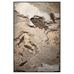 50 Million Year Old Eocene Era Fossil Fish Mural in Stone, from Wyoming