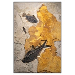 50 Million Year Old Eocene Era Fossil Fish Mural in Stone, from Wyoming
