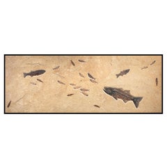 50 Million Year Old Eocene Era Fossil Fish Mural in Stone, from Wyoming