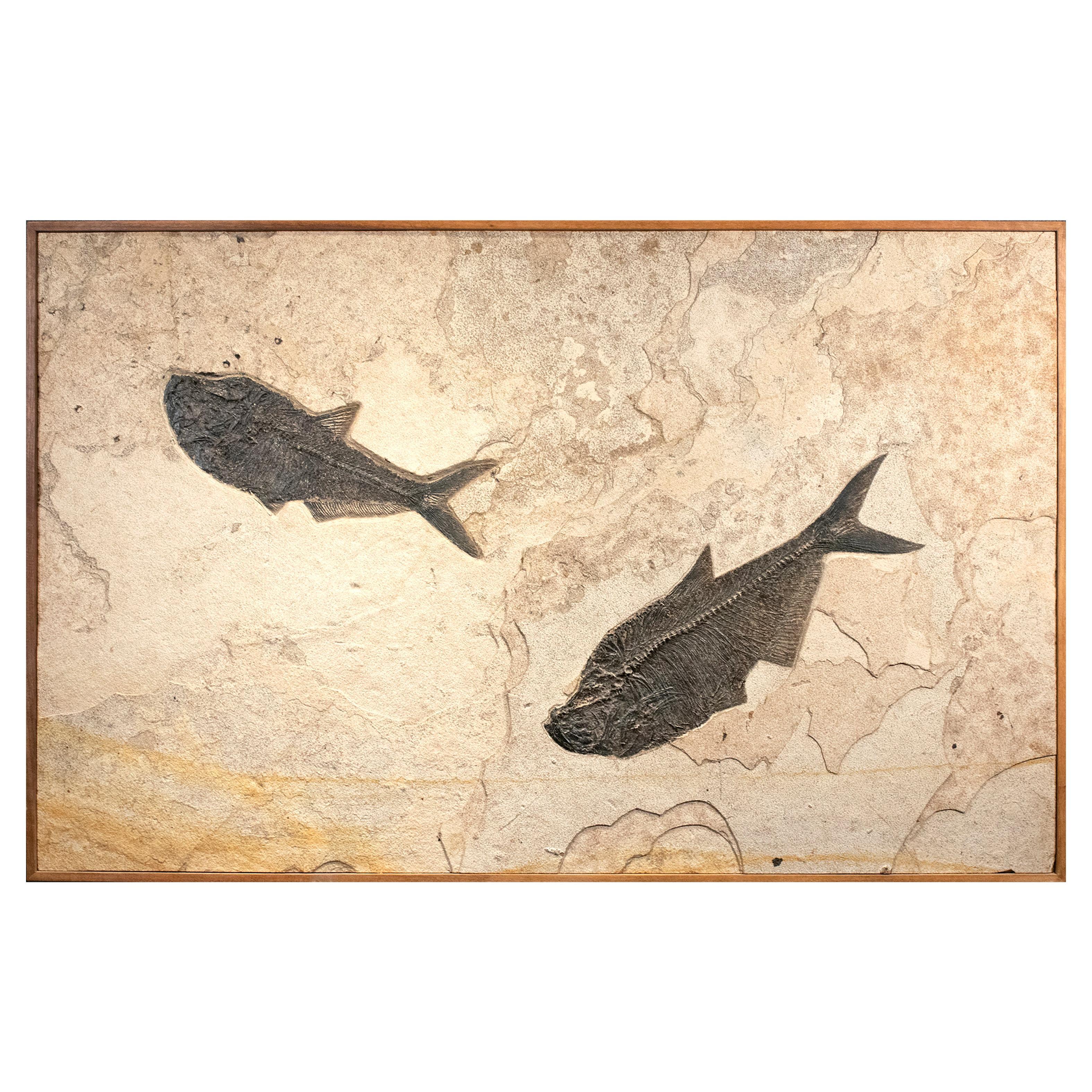 Murale en pierre représentant un poisson fossile de l'ère éocène, vieux de 50 millions d'années, provenant du Wyoming