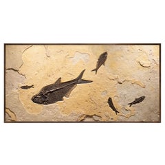 Murale en pierre représentant un poisson fossile de l'ère éocène, vieux de 50 millions d'années, provenant du Wyoming