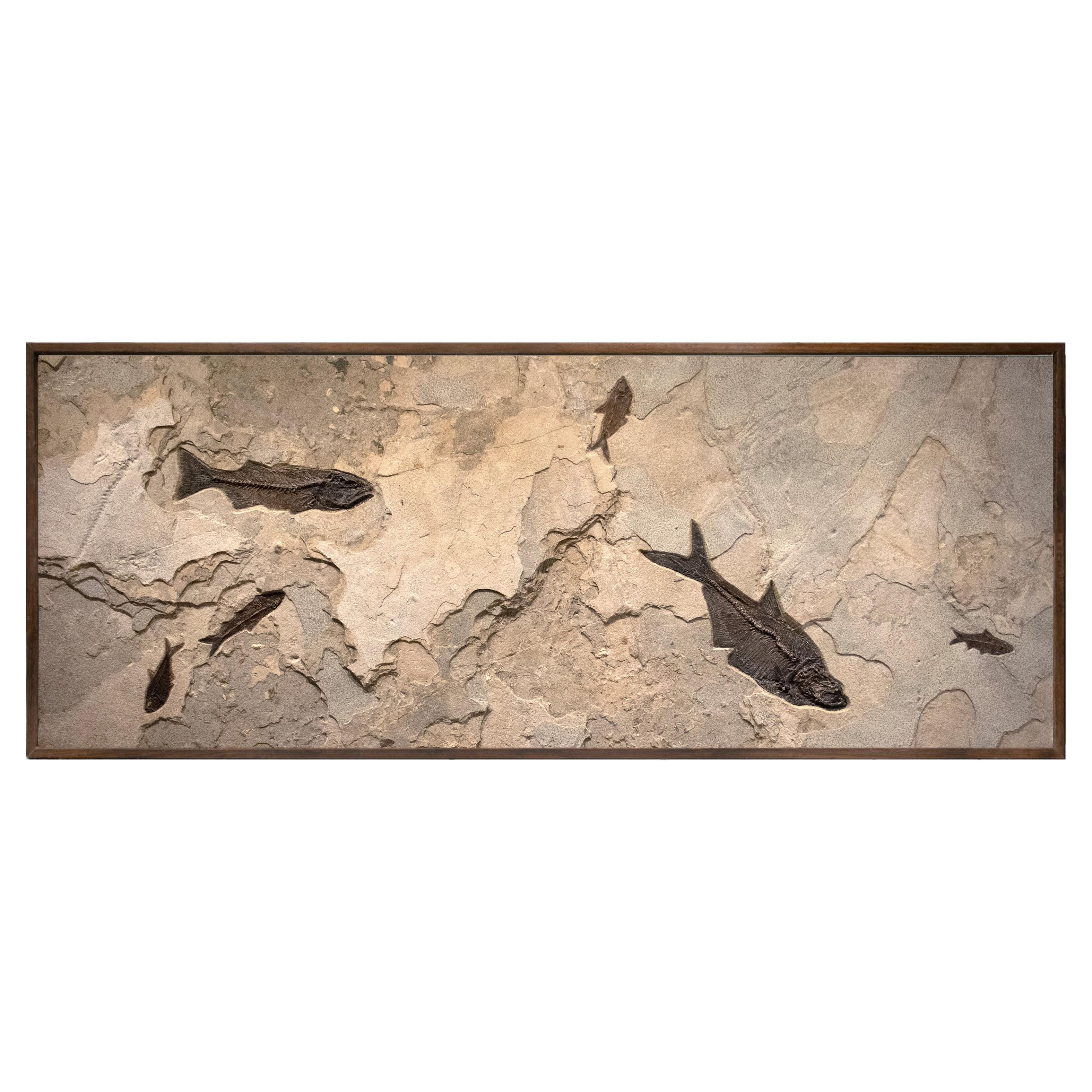 50 Million Year Old Eocene Era Fossil Fish Mural in Stone, from Wyoming